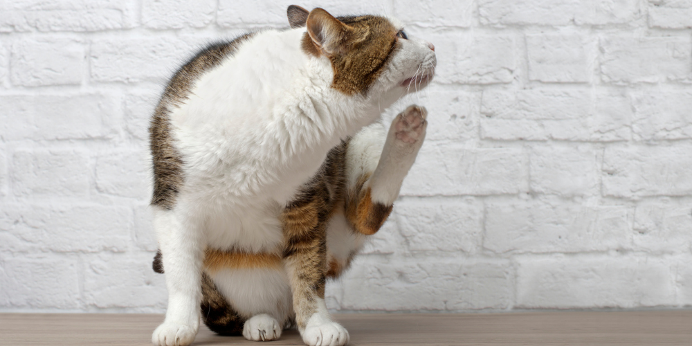 A picture of a cat scratching itself