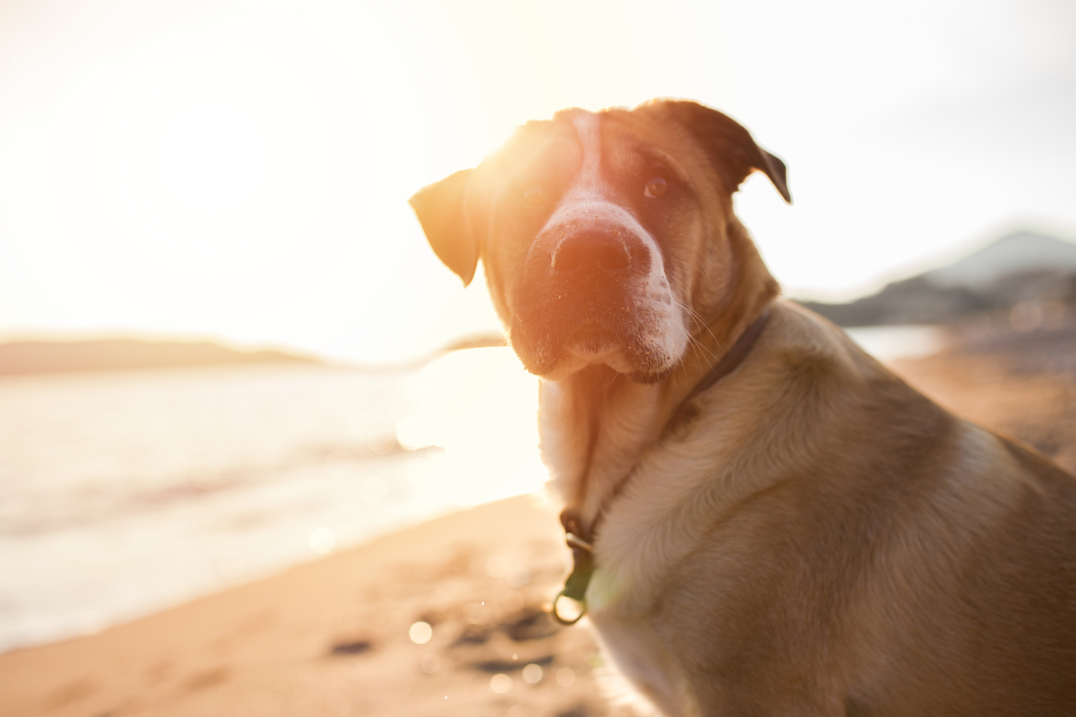 Blue Cross Pet Bereavement Support Service | Petsure