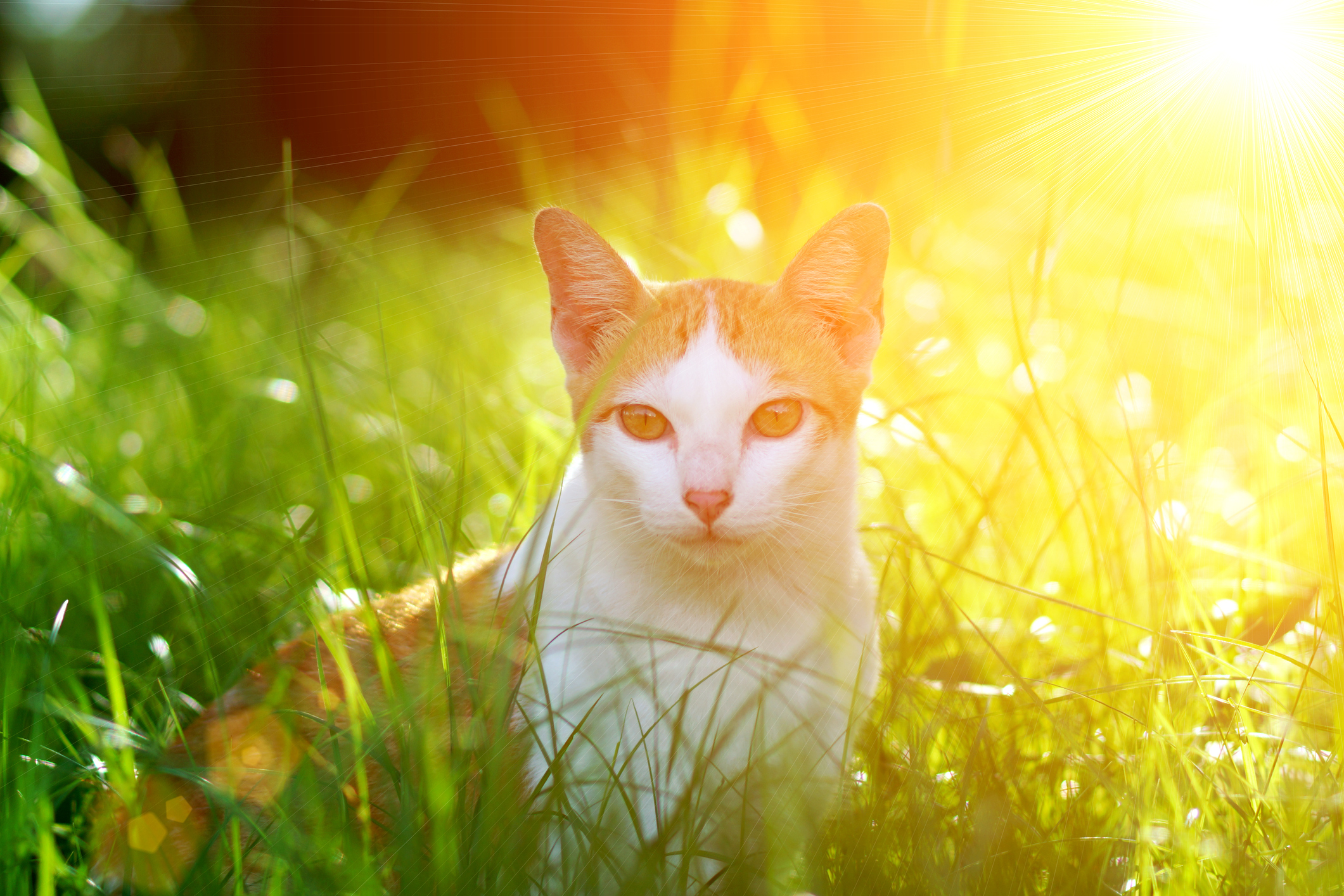 A picture of a ginger and white cat in the grass during sunset