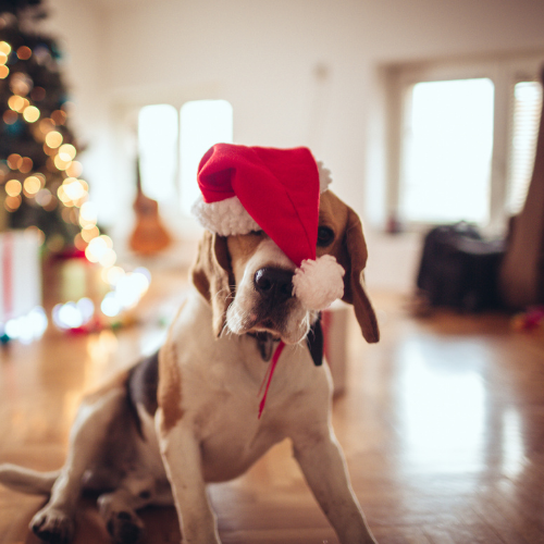 how-to-celebrate-a-dog-friendly-christmas-petsure
