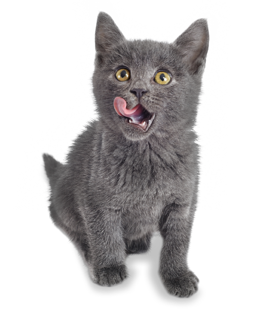 A picture of a small grey kitten licking it's lips