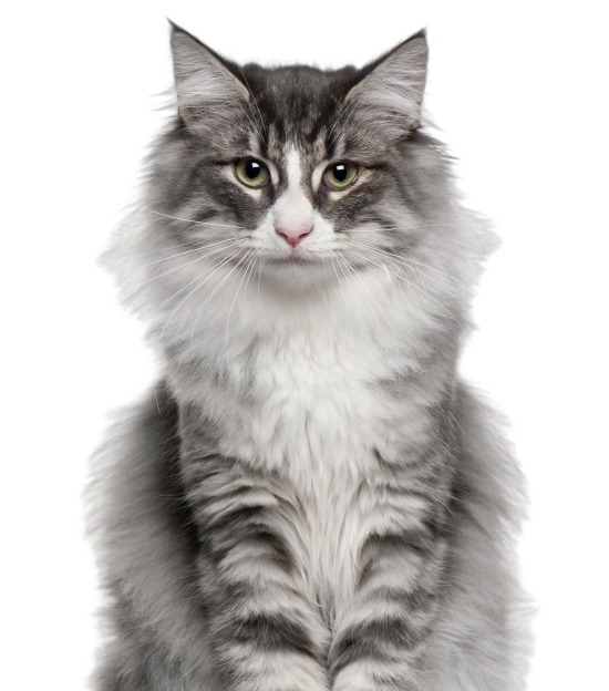A picture of an older long haired silver cat
