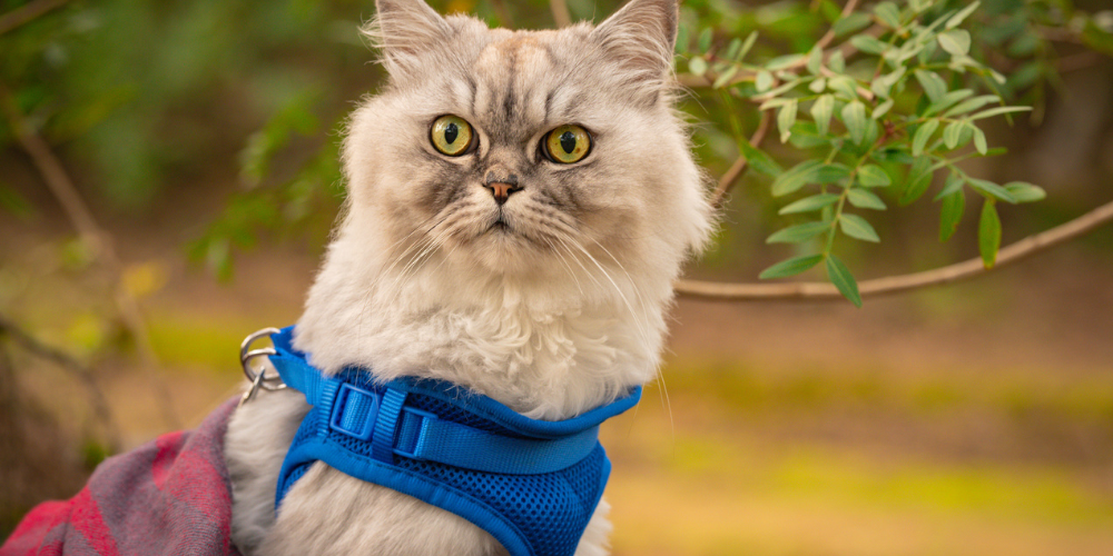 How to Harness and Lead Train a Cat Petsure