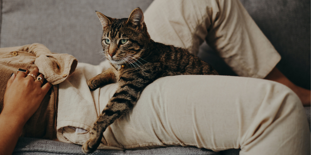 Why do cats knead? Petsure