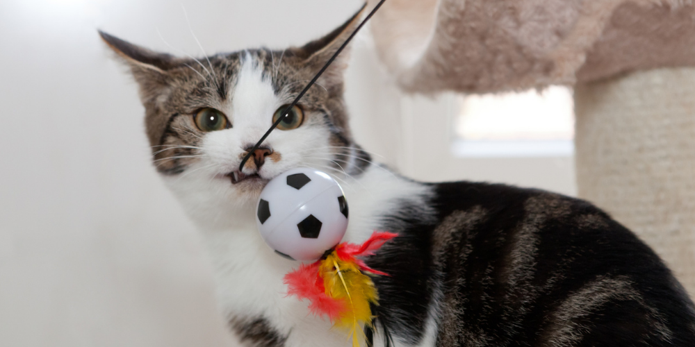 A picture of a tabby cat chewing a cat teaser toy on a cat tree