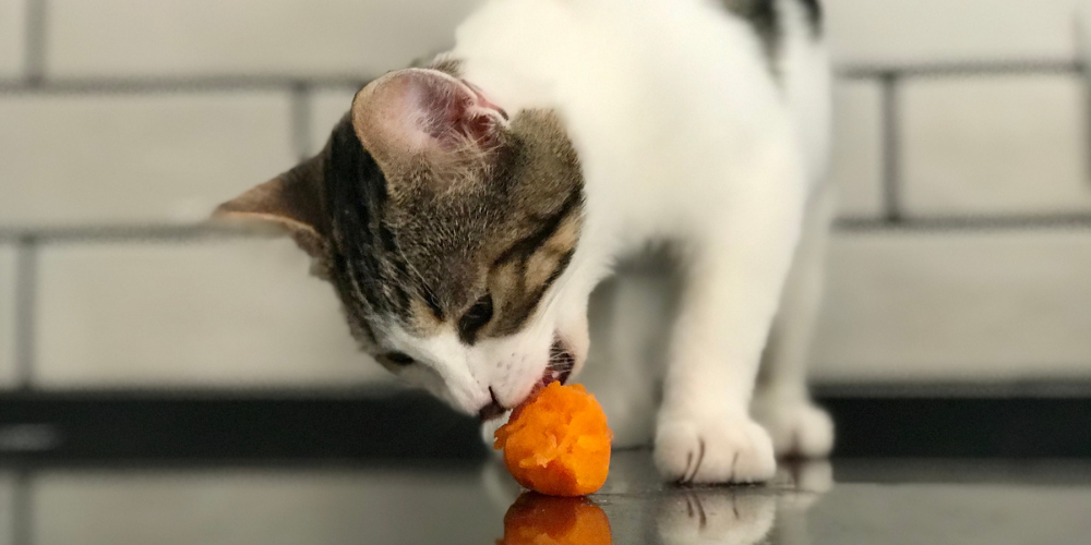 What human foods can cats eat? Petsure