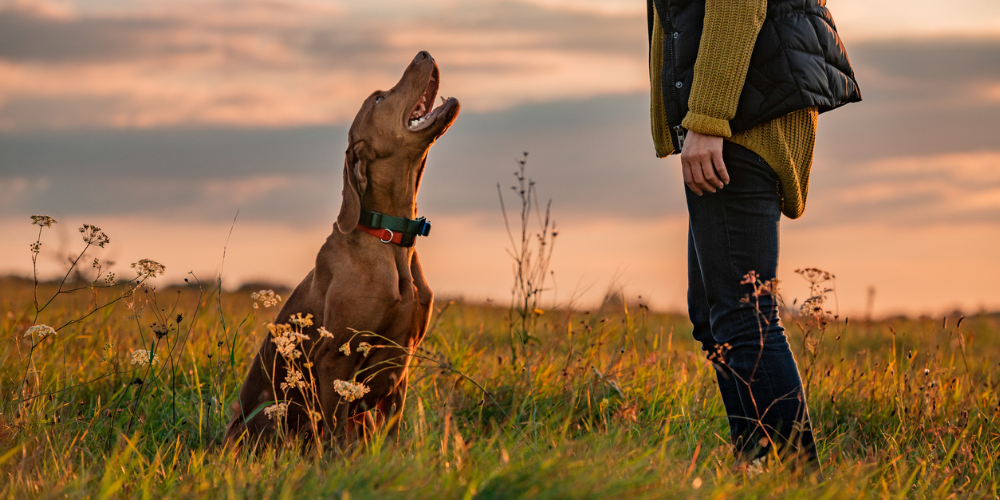 Do I need a dog behaviourist or trainer? Petsure