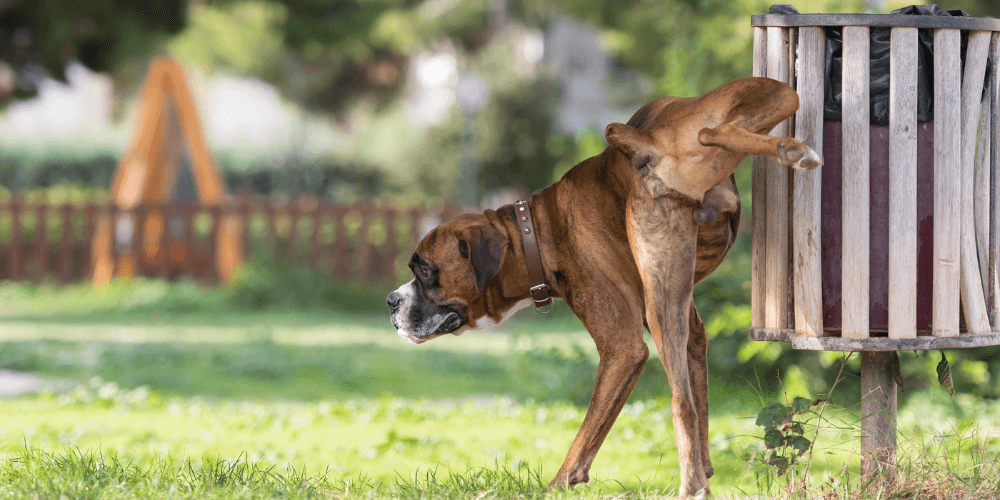 A picture of an adolescent Boxer cocking its leg up against a bin in a park