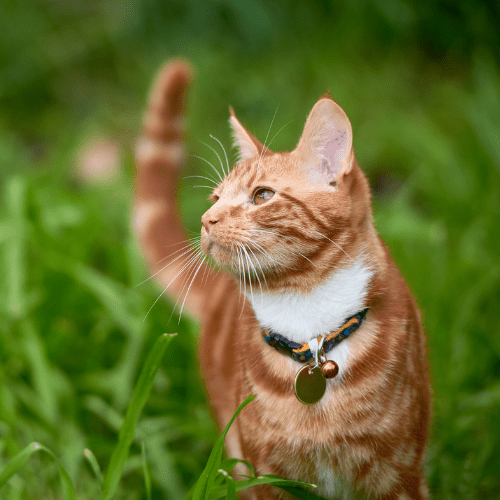 UK cat microchipping law What you need to know Petsure