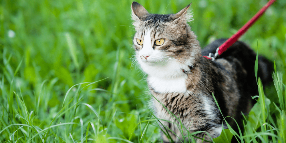 Ticks on cats and dogs Spotting, removal, and treatment Petsure