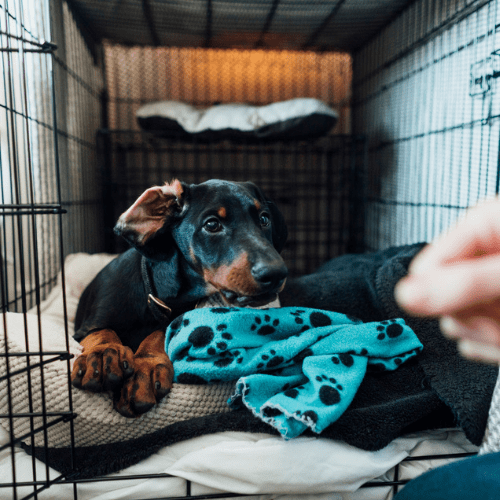 why-and-how-to-crate-train-your-dog-petsure
