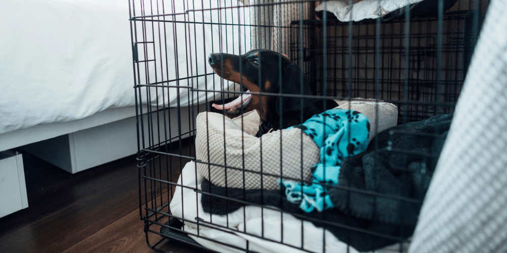 Why and how to crate train your dog Petsure